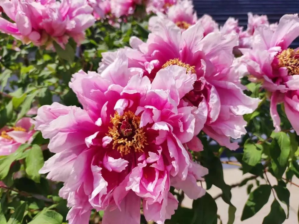 牡丹花开出日中友好情缘