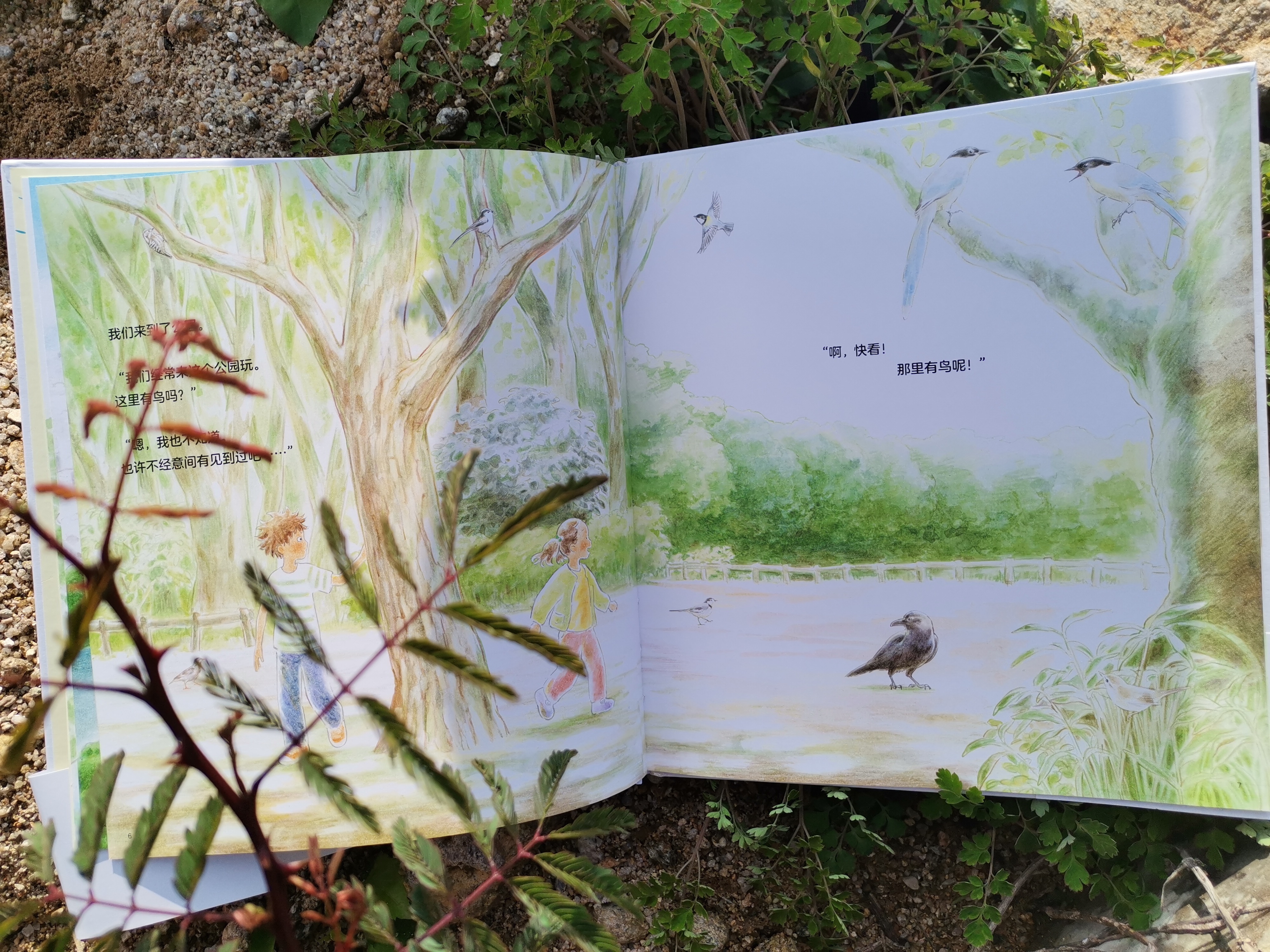 青色的羽毛黄肚皮的鸟,青色的羽毛