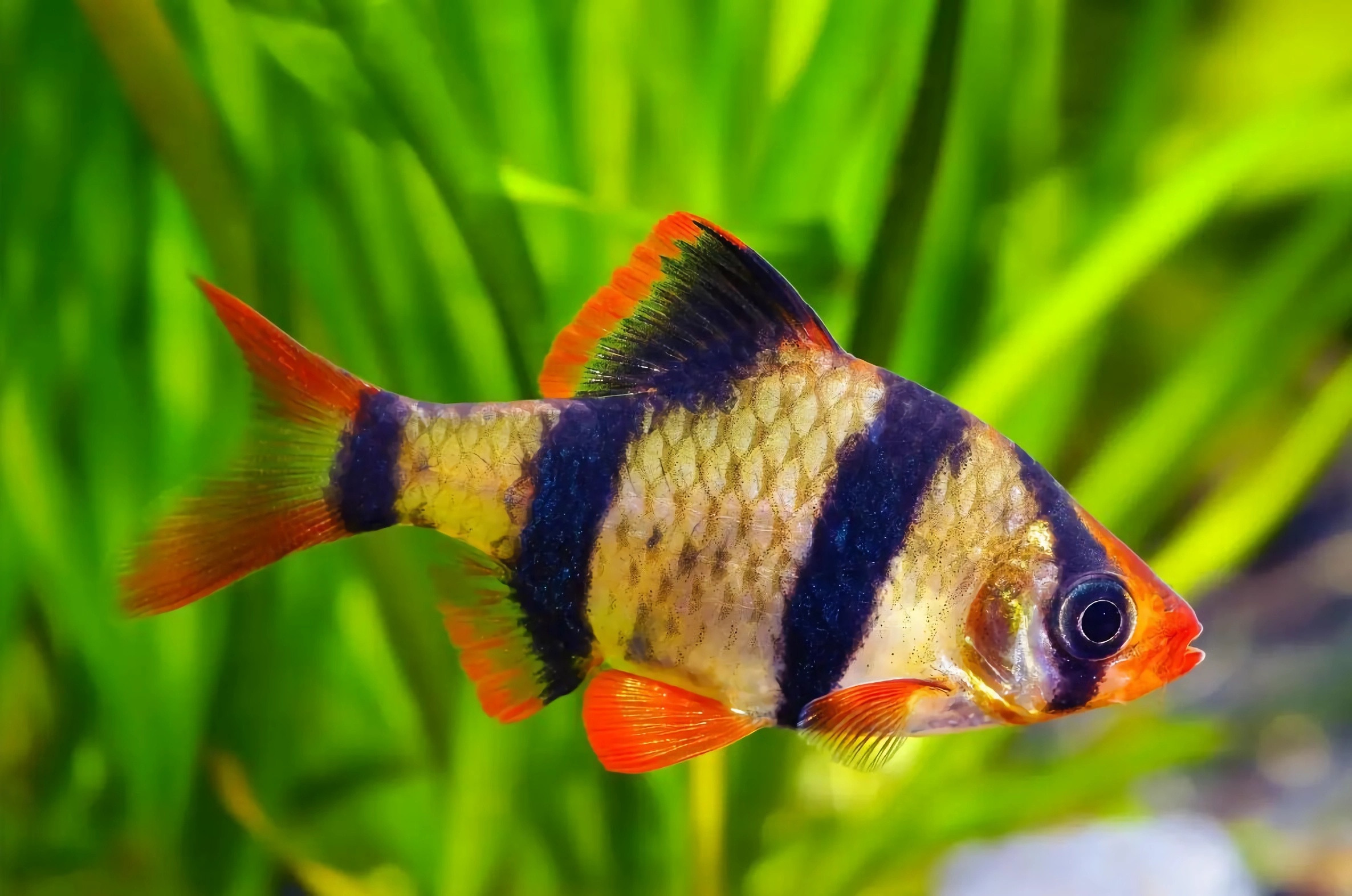 世界最好养10种宠物鱼,世界上10种最猛的鱼可以饲养