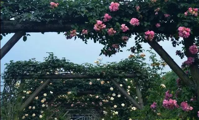 法国玫瑰花园,法国玫瑰花香沐浴露正品