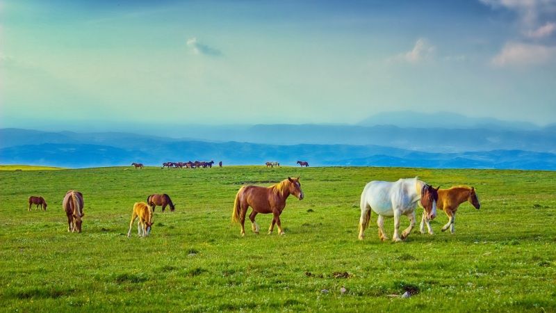 内蒙古成吉思汗陵风景图,成吉思汗陵旅游区景点