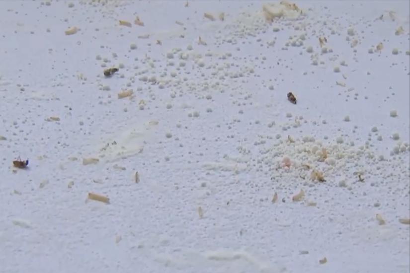 面粉有了虫子味,面粉生虫还能吃吗怎么去除虫子