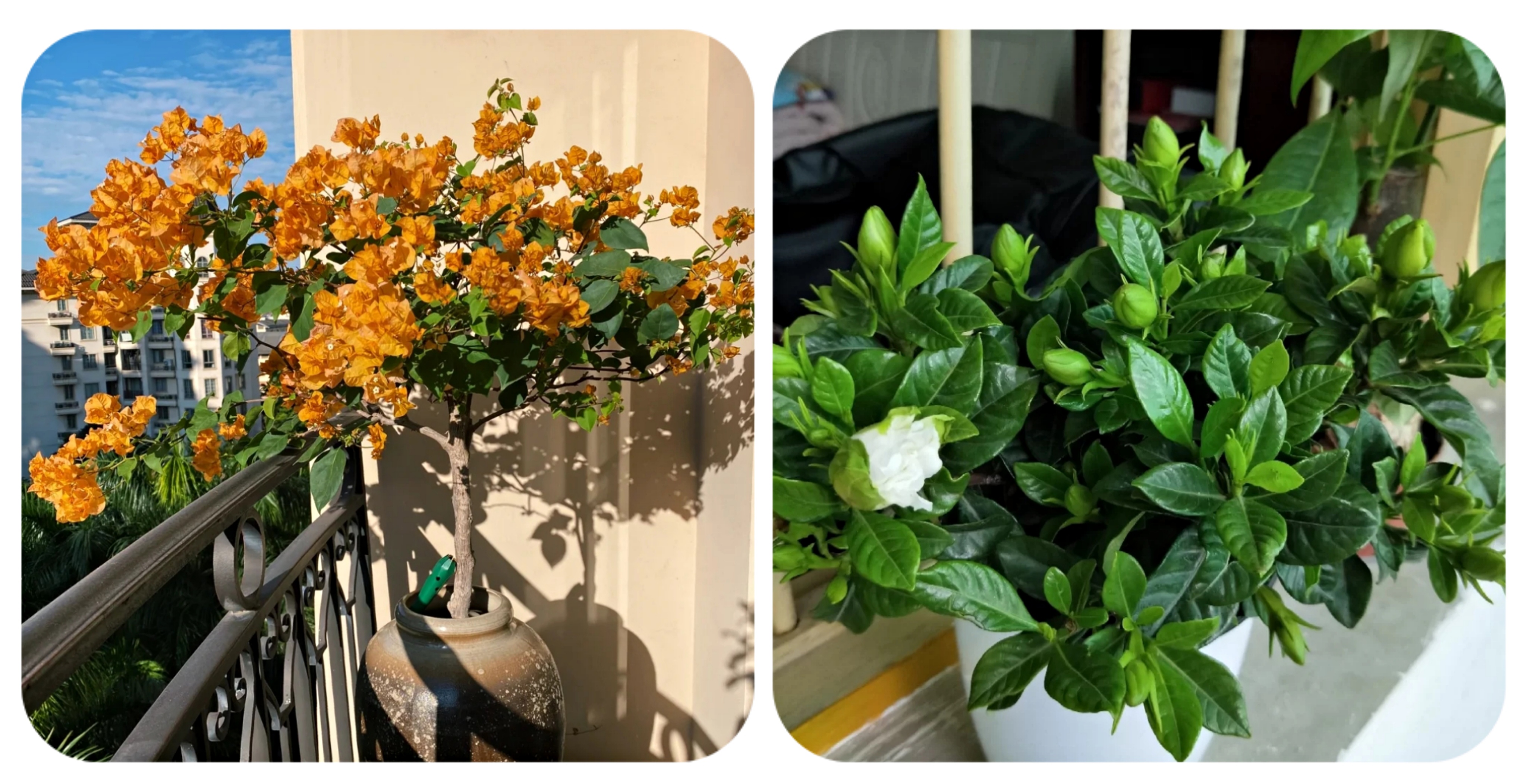 100个阳台养什么花好,100种阳台养的花草