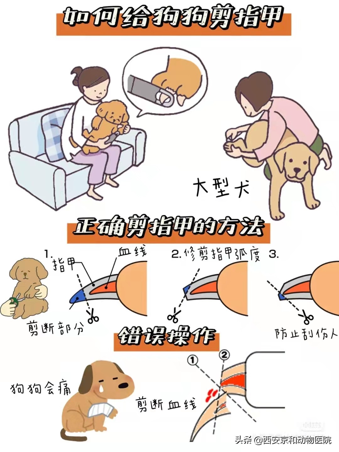 超全狗狗洗澡流程！直接抄作业照着做