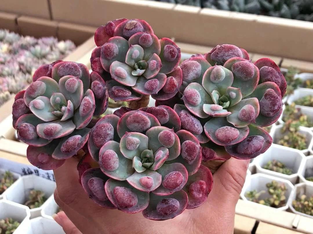 多肉专治强迫症,瘤子多肉植物