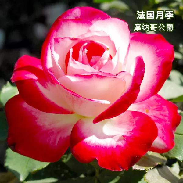 夏花开得最标准的月季花品种,月季色彩艳丽千姿百态