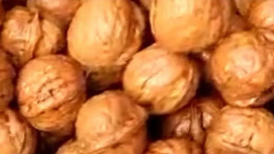 吃个鲜核桃真不容易,吃鲜核桃的季节到了