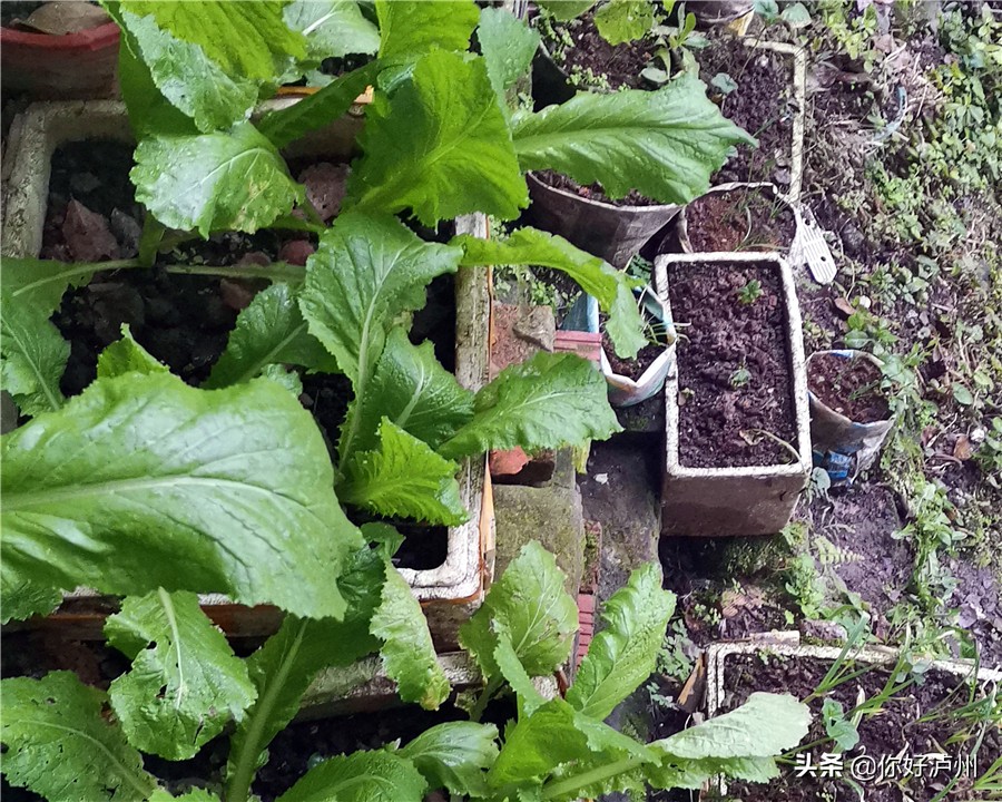 泸州人到底有多爱种菜？种着种着，花盆就变成了“菜盆”