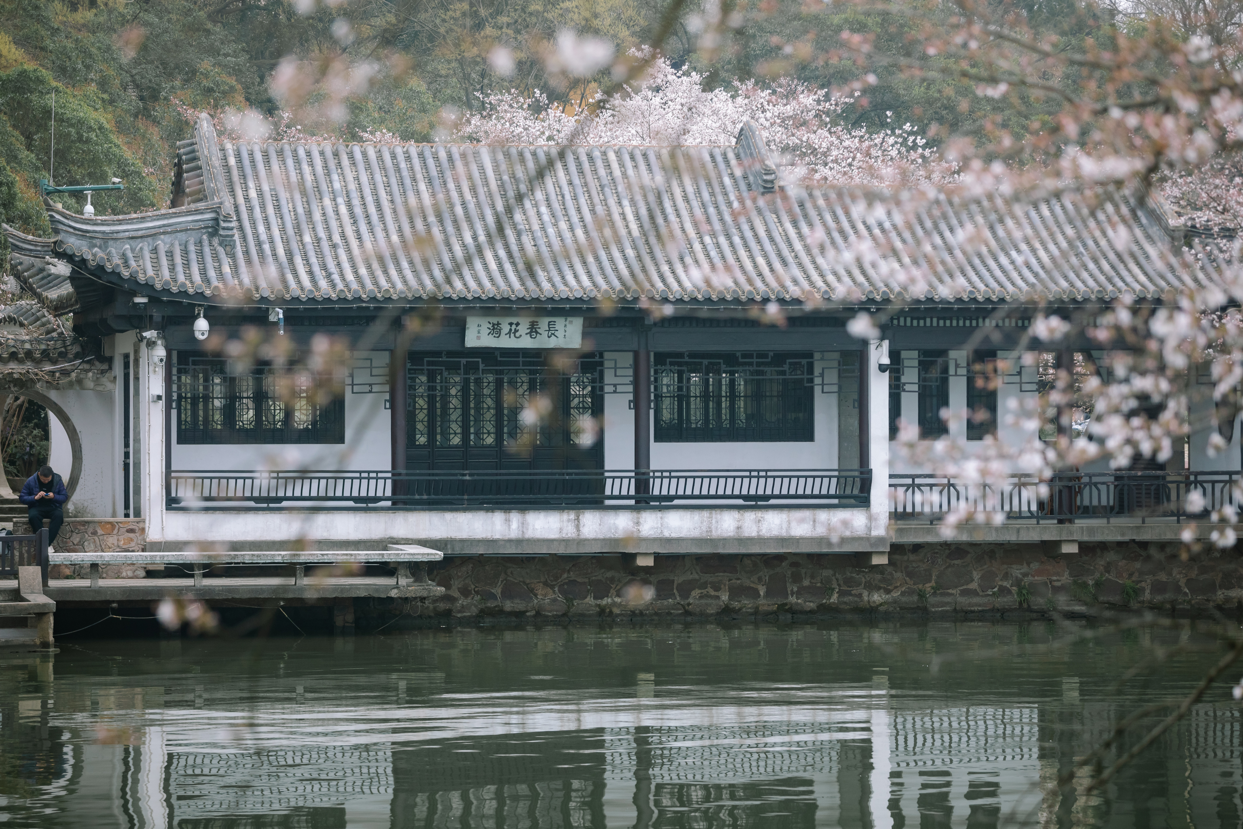 鼋头渚樱花盛宴比日本更令人沉醉,太湖鼋头渚樱花美如画