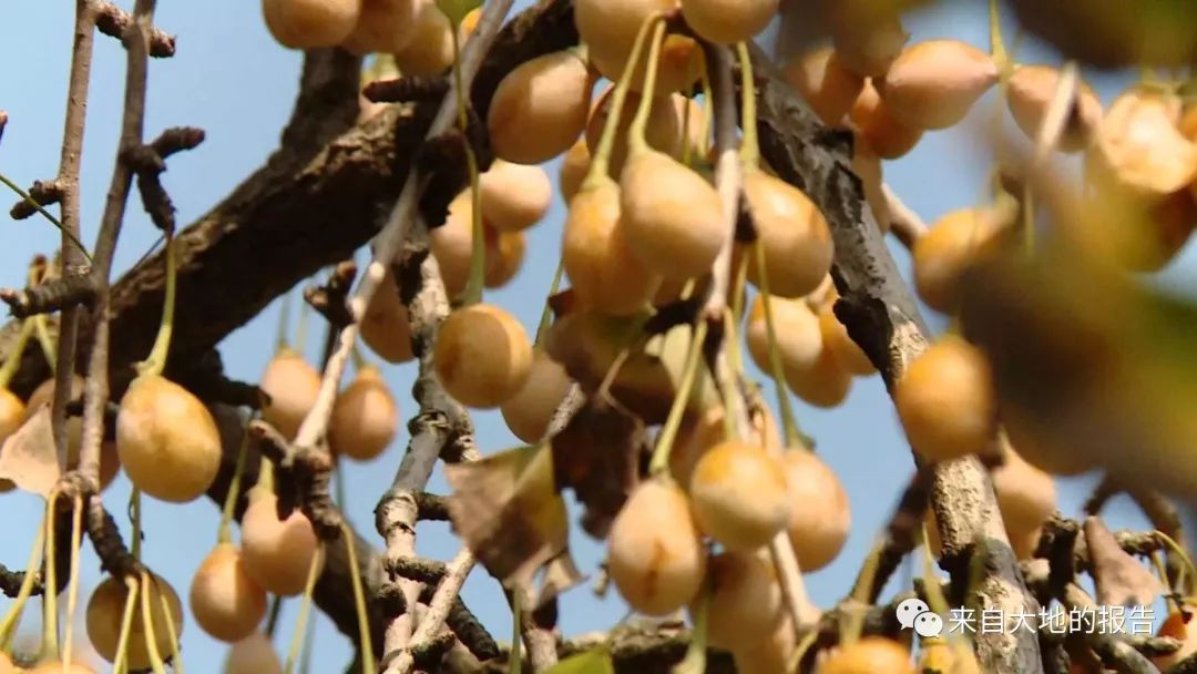 银杏之乡风景图片大全,银杏之乡坪田