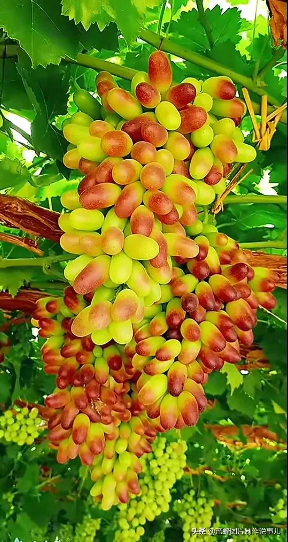 壁纸美图,各种水果,果香四溢,酸甜可口,丰收的喜悦