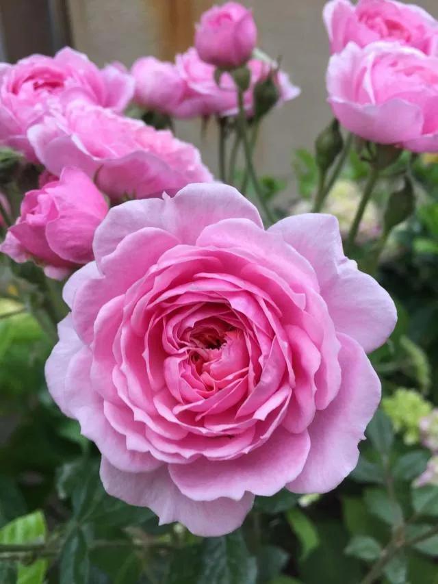 曼陀罗心理绘画步骤,曼陀罗绘画梦想