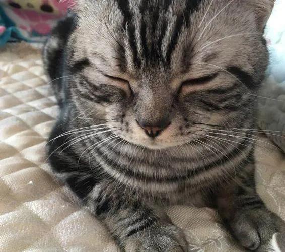 灰色猫咪是什么品种,玳瑁猫咪是什么品种