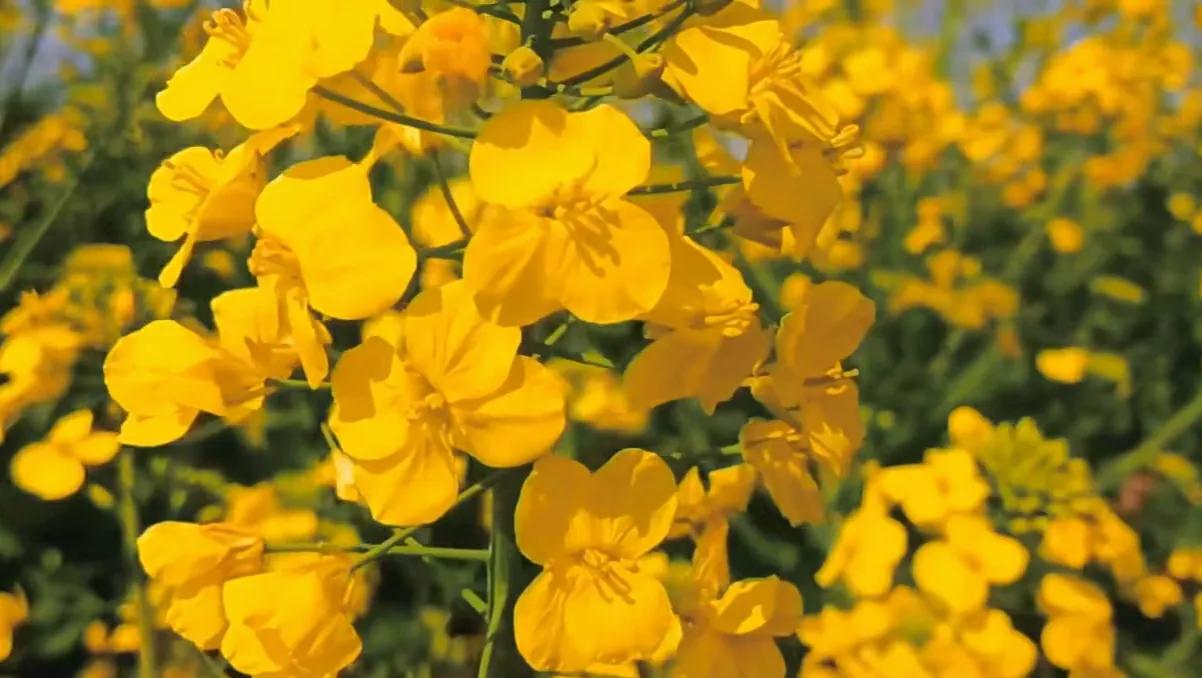 贵州网红草根把亲妹妹介绍给大衣哥做儿媳，返回老家一路江南美景