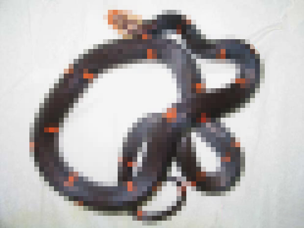 世界第一剧毒蛇,三角形的中国剧毒蛇