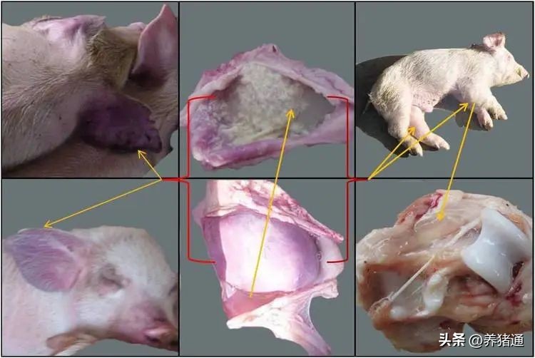 猪链球菌感染怎么预防,猪链球菌感染怎么防治