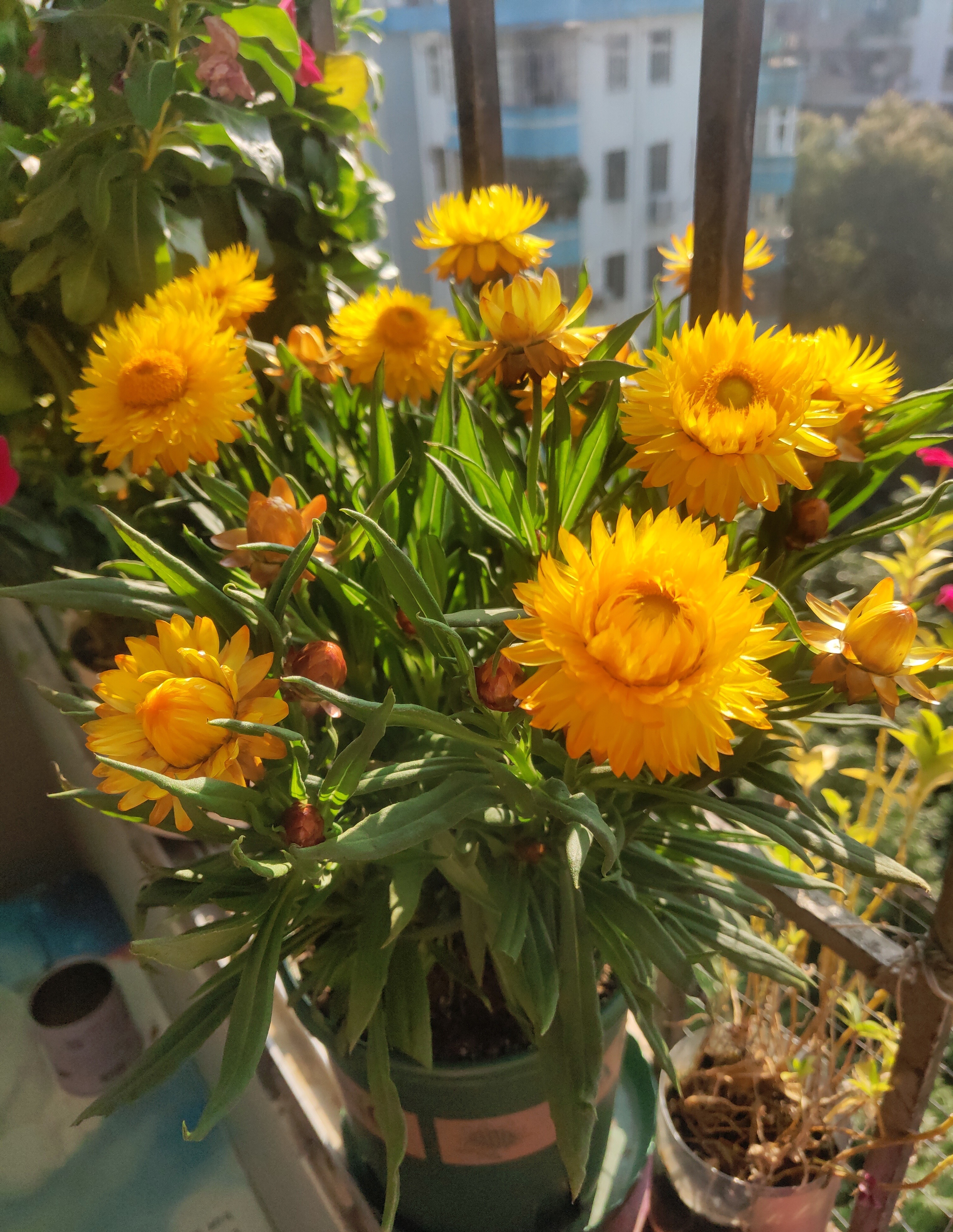 麦秆菊阳台,花期最长的花排名麦秆菊