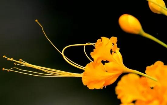 这些花，你说的出名字吗？她们在生活中有怎样的寓意？