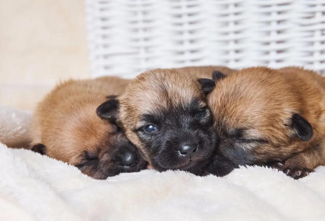 狗狗得细小的症状原因,狗狗得细小初期症状