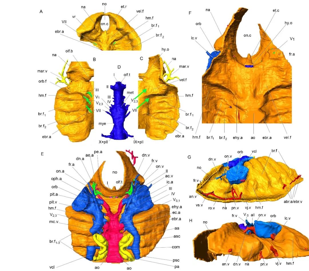 长达200年的解谜过程：鱼类曾经用我们的耳朵来呼吸