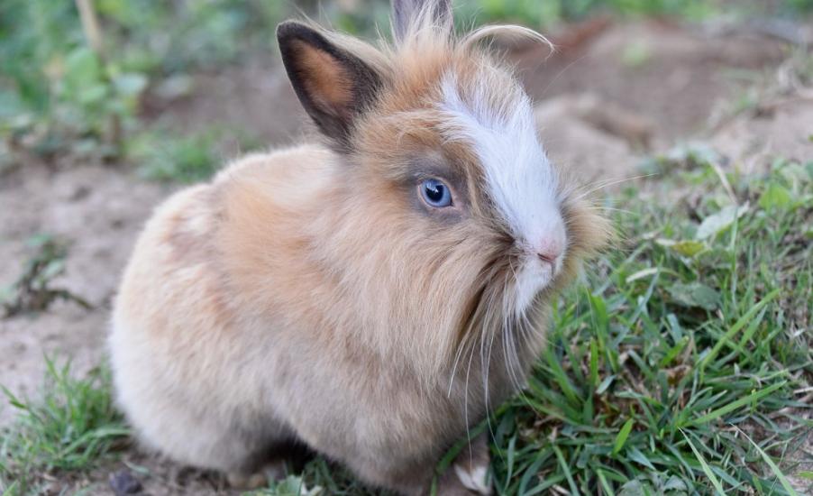 农村生意创业项目,在农村自己创业做什么生意好