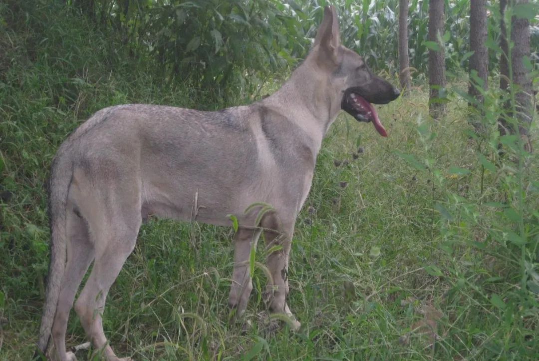 给狗狗收拾便便狗狗为什么要看你,为什么狗狗总喜欢在你拉屎的时候