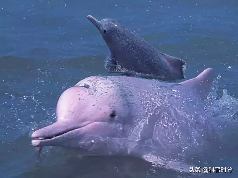 25只已经灭绝的史前动物,已灭绝又复活的动物白鱀豚