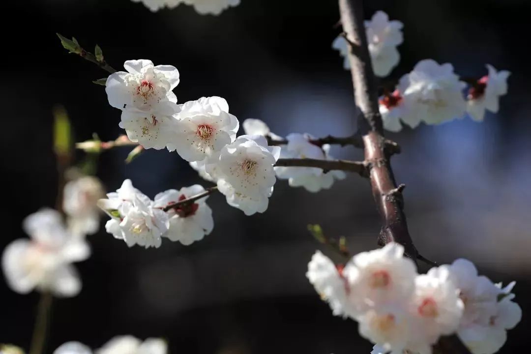 小众公园北京,北京欧式小众公园