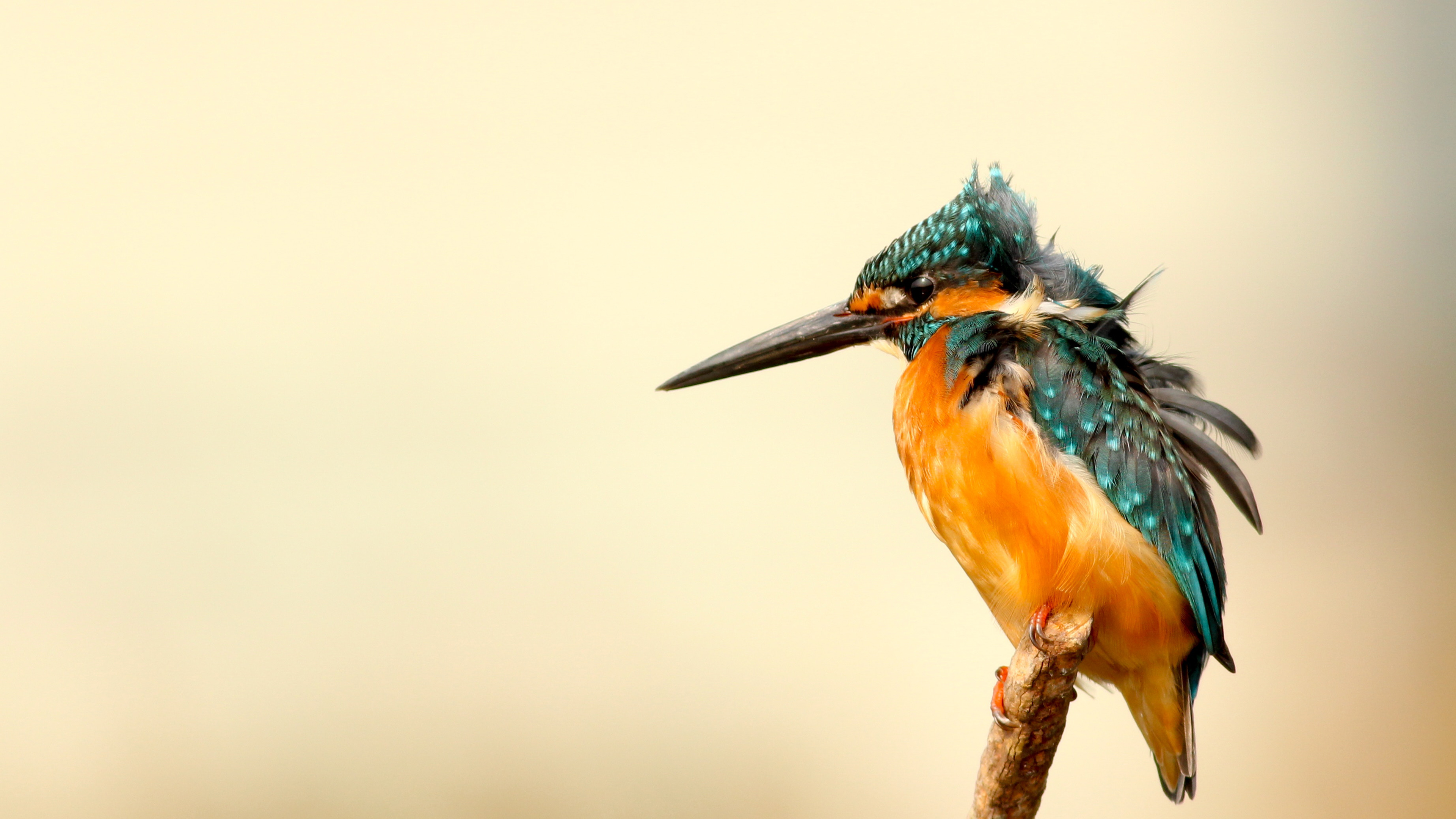 海信新品电视e5,海信电视75e5h-pro75英寸评测