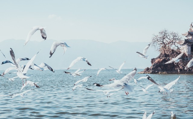 云南旅游推荐的普洱茶,普洱茶云南之旅