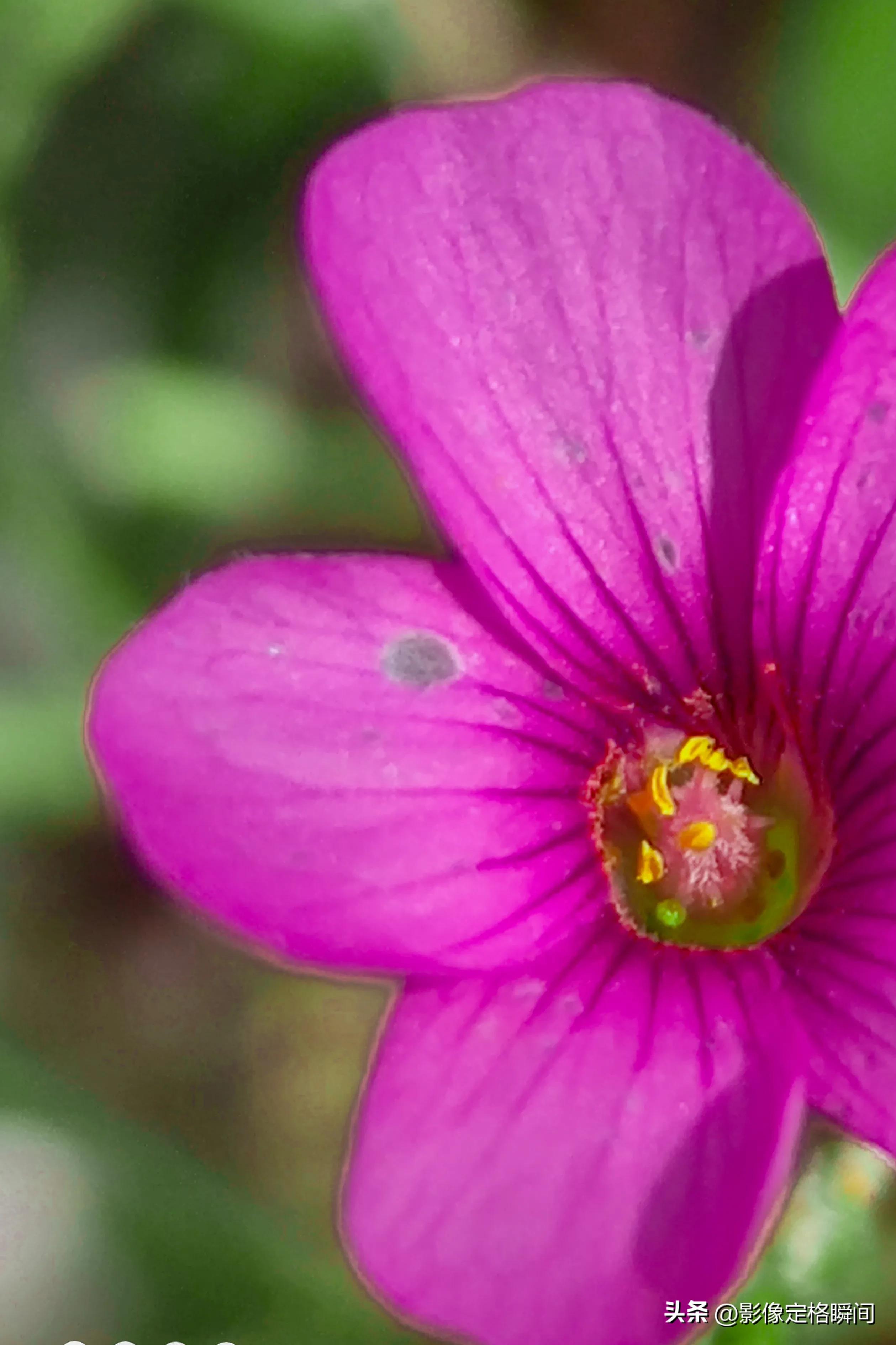用什么模式拍出来的花更好看,用手机给花拍照怎么拍出高级感