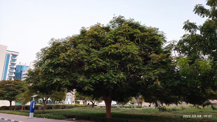 迪拜适合养什么植物,迪拜常见花草