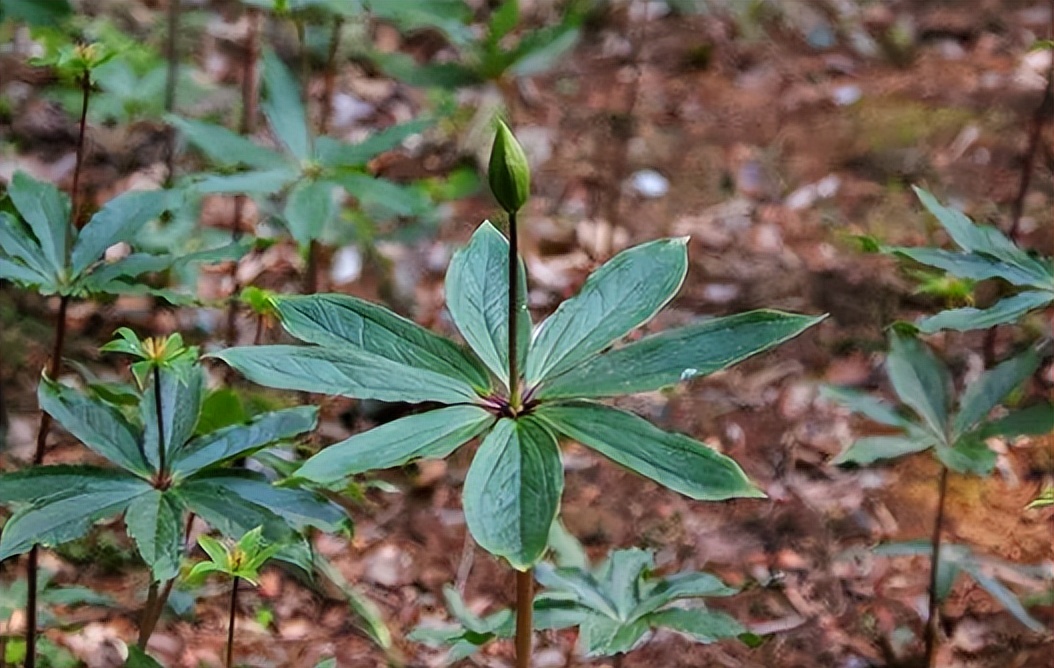 什么植物可以防止蛇,什么植物可以防蛇进家