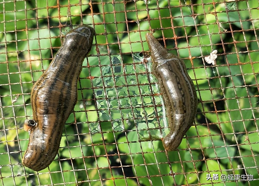 养殖水蛭怎样提高水蛭应激能力,水蛭养殖真正的死亡率