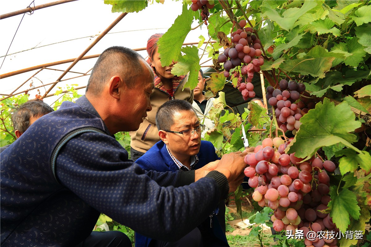 粉虱虫打什么农药,粉虱要用什么农药才能消灭