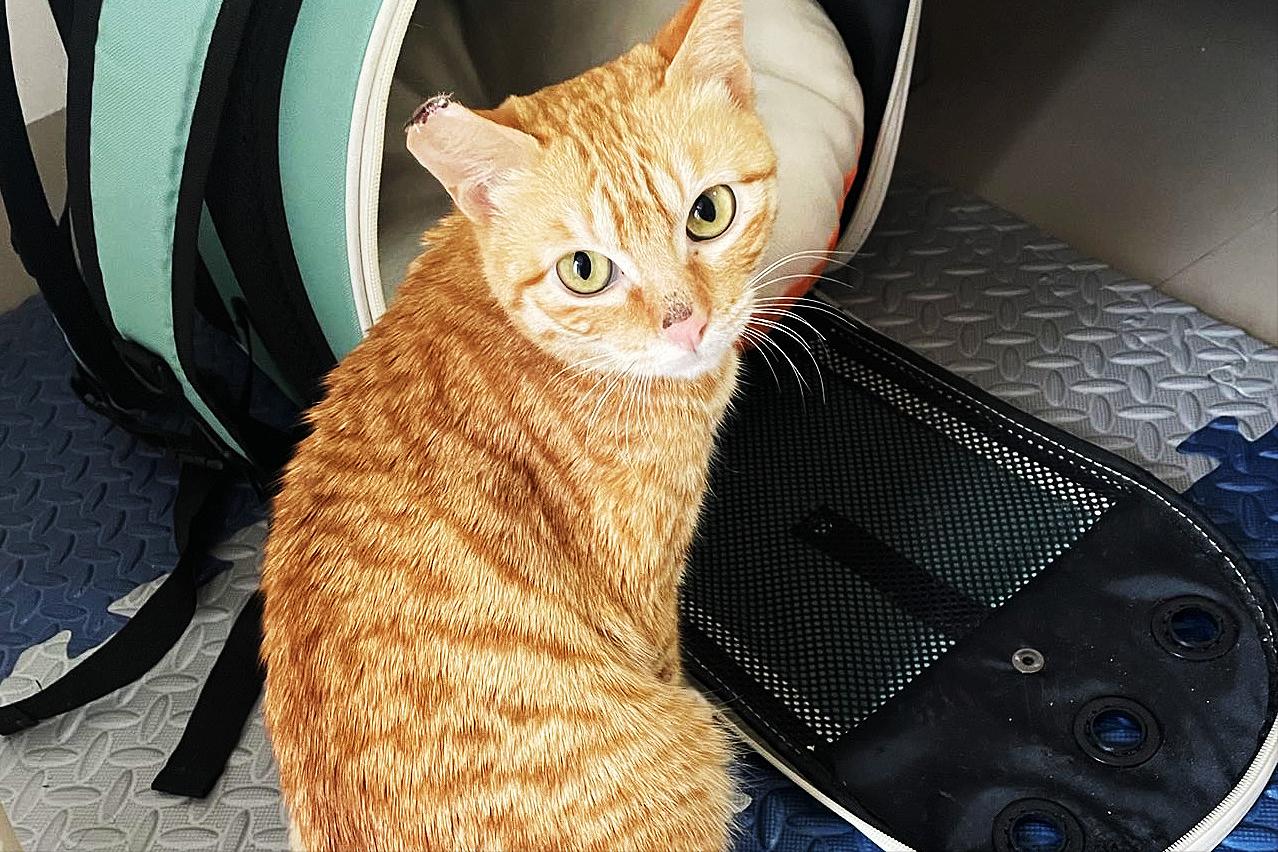 猫传腹前期治疗,猫咪得了猫传腹有必要治疗