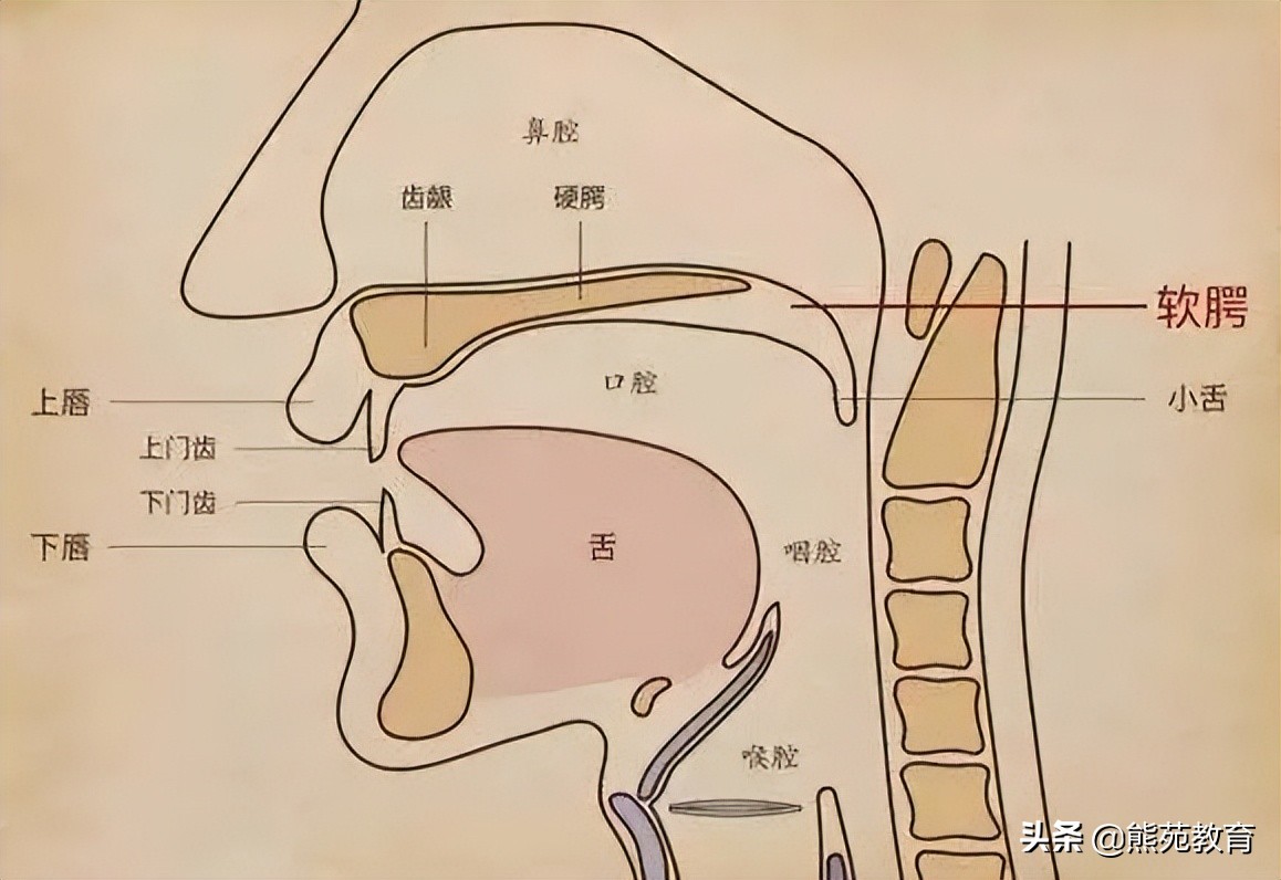 口腔张不开怎么训练,口腔状态怎么保持