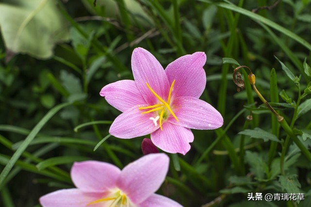 养花养成“花草杀手”，就养这些5种球根花，好看好养还有大用处