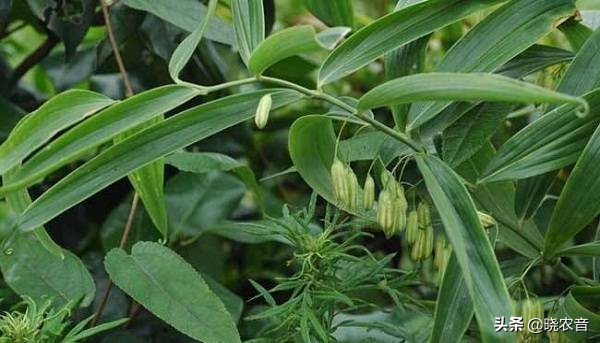 哪里有黄精种苗卖,黄精块茎种苗价格