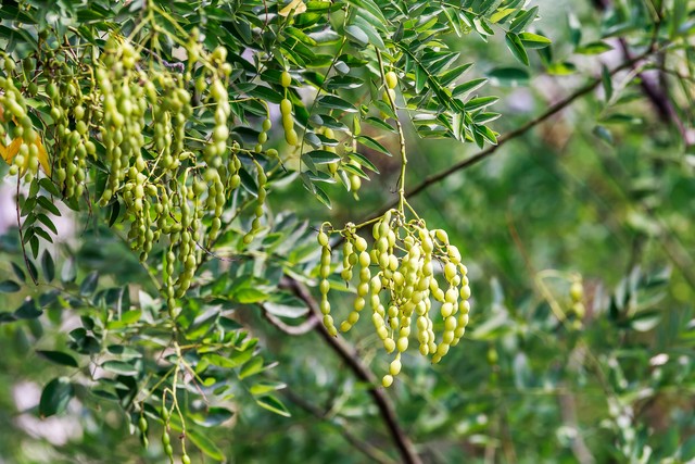 乡土散文:村庄的树