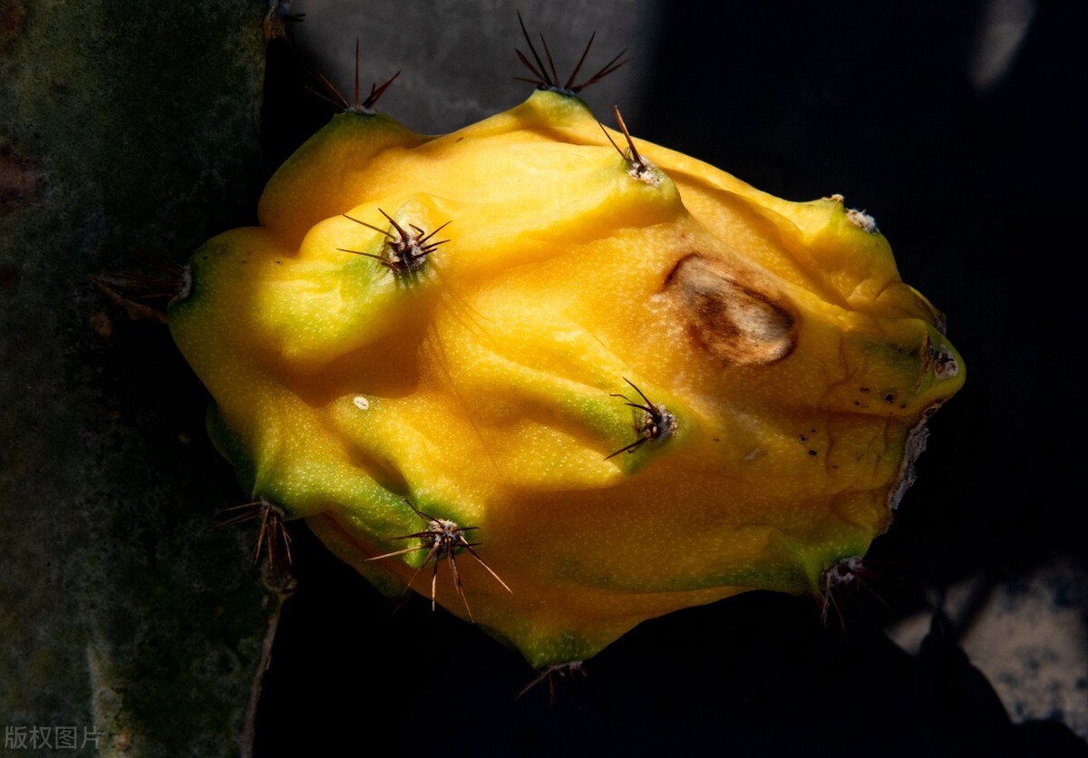 厄瓜多尔麒麟火龙果,厄瓜多尔的麒麟果是什么样子的