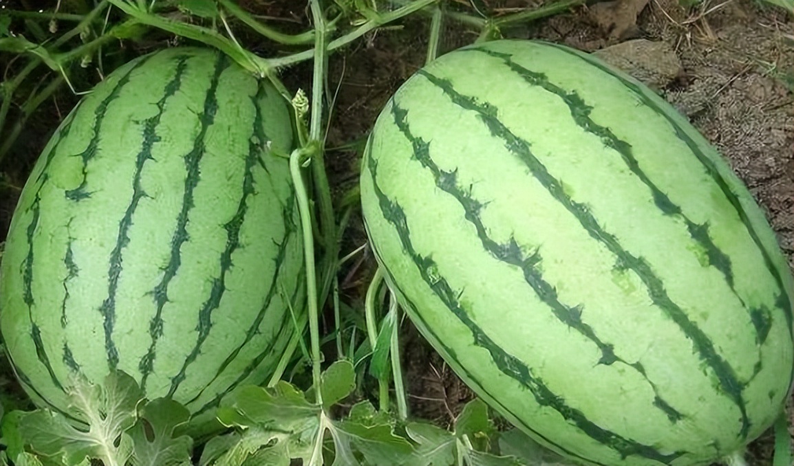 每日一味中药薏苡仁,每日一药木瓜