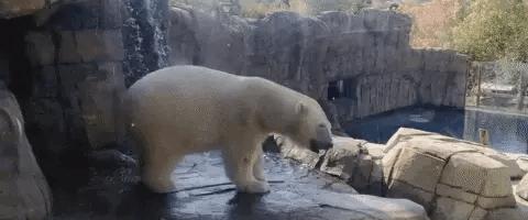 辟谣公园里小象遭针扎,景区回应骆驼遭棒打求饶