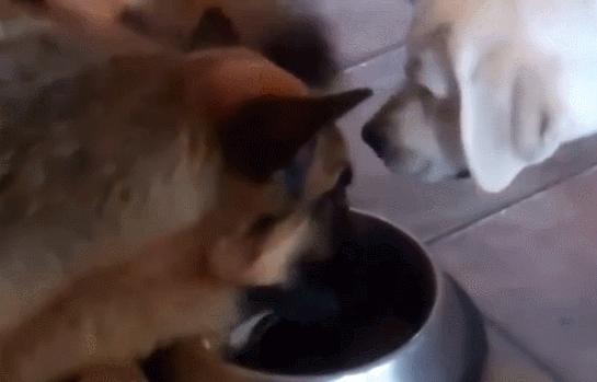 新手养狗100句口诀,土狗新手养狗基础知识