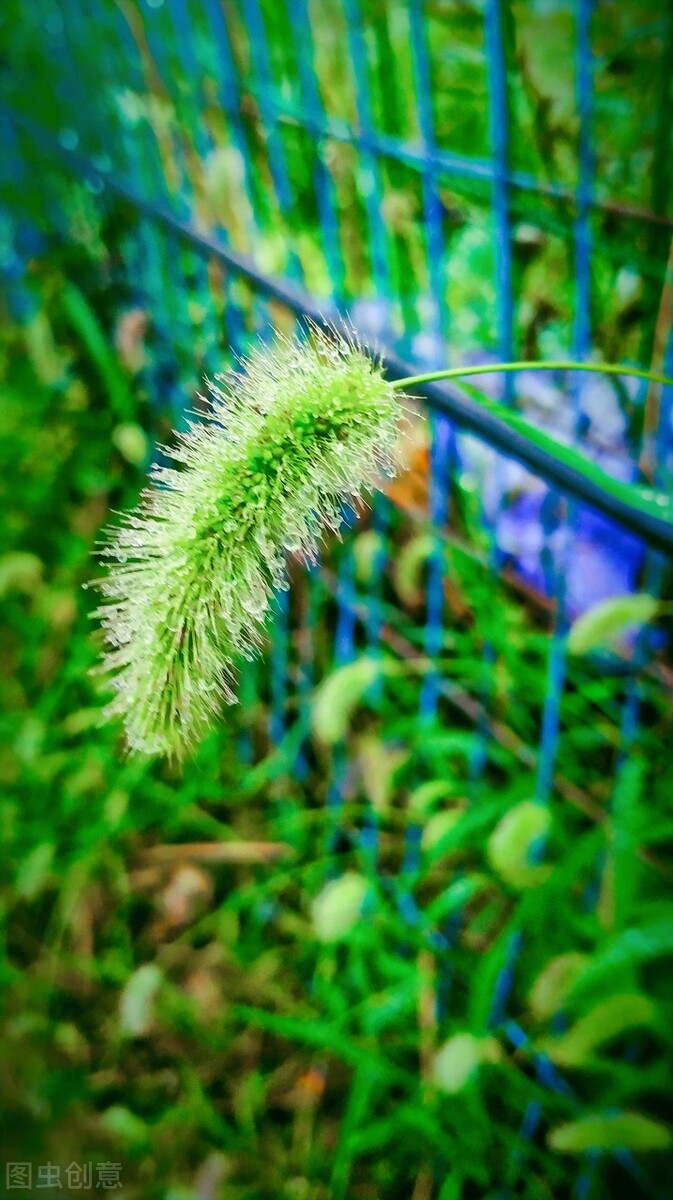 离离原上草一岁一枯荣的翻译,离离原上草一岁一枯荣诗句的意思