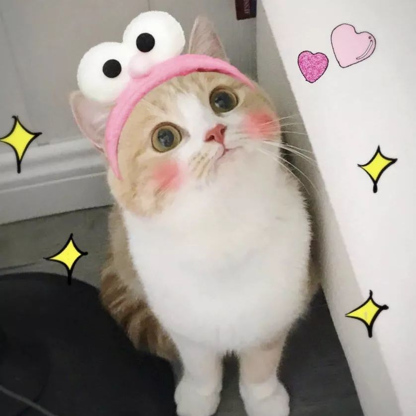 猫猫如何快速的教它不要咬手,猫猫怎么防止应激