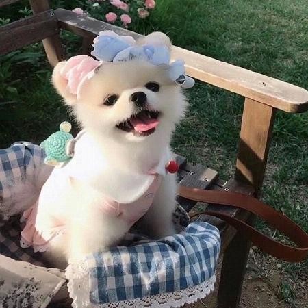 为什么狗狗老对我翻白眼,狗狗翻白眼没精神怎么回事