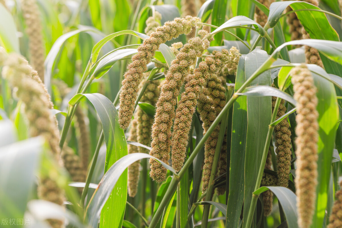 菽粟什么意思,五谷稻麦黍菽稷分别是什么
