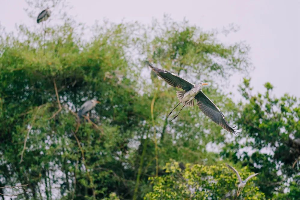 惠州免费春游踏青最佳去处,惠州周边踏青一日游