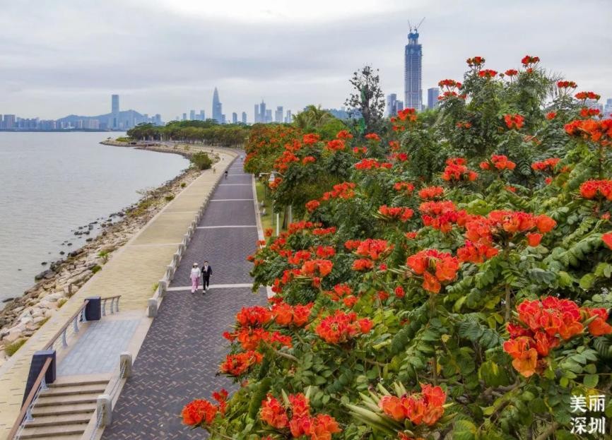 12月深圳赏花公园,11月份深圳哪个公园花好看